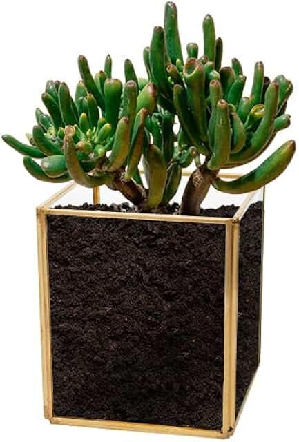 Air Plant Terrarium Set