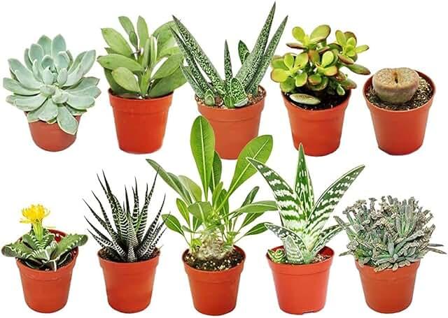 Bloom & Wild Letterbox Mini Succulent