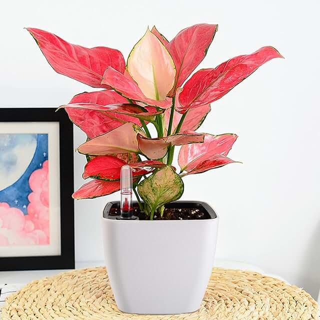 Self-Watering Desktop Planter