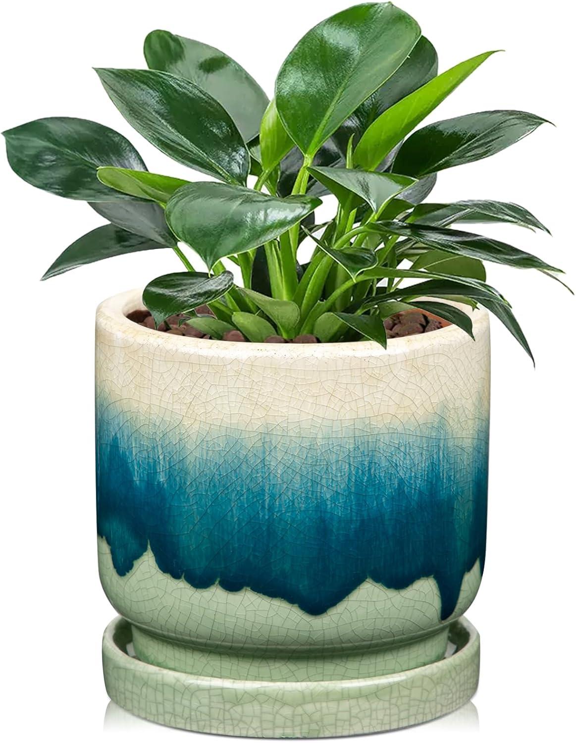 Ceramic Plant Pot + Succulent