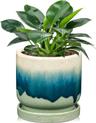 Ceramic Plant Pot + Succulent