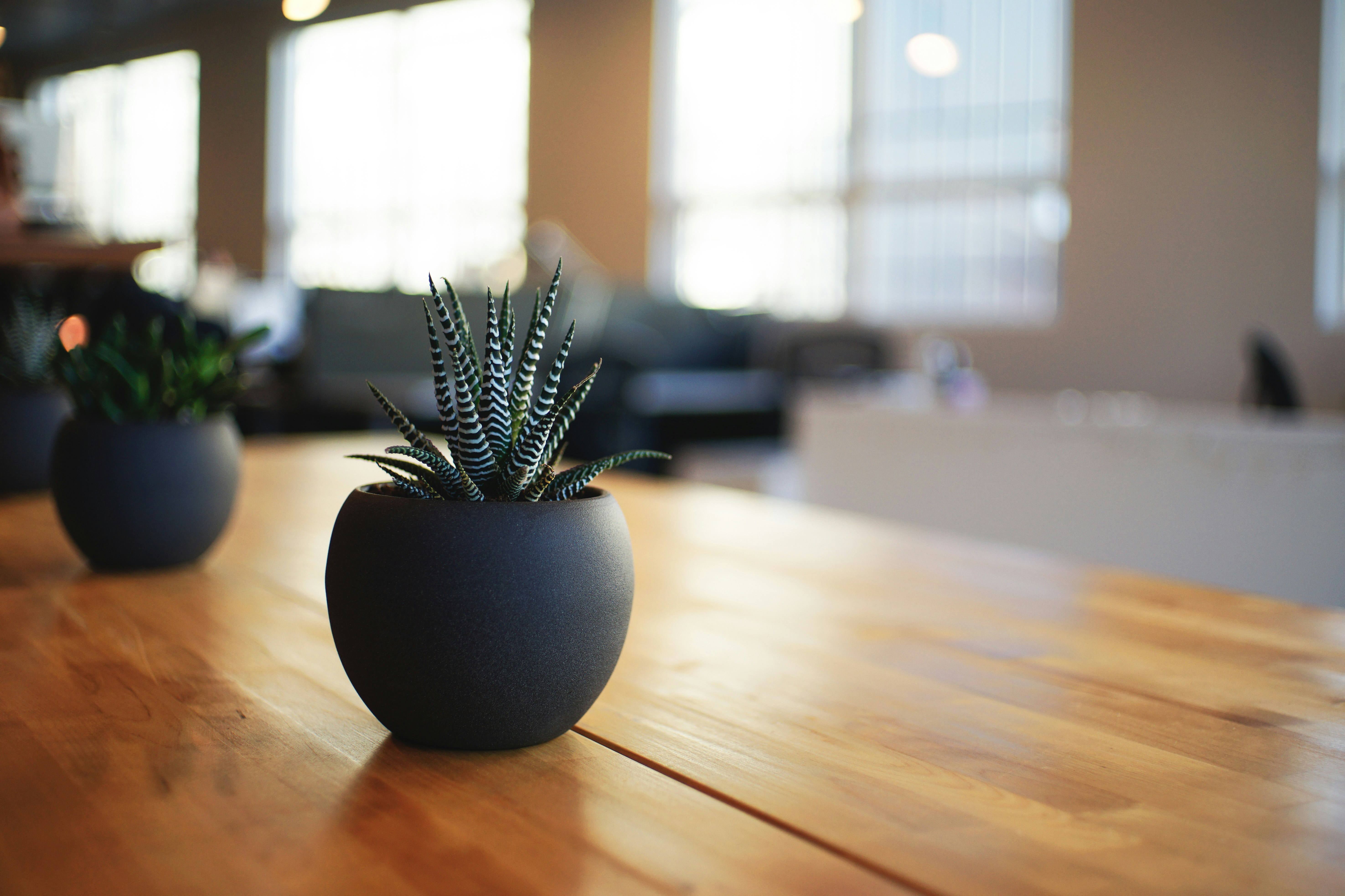 Desk Plant or Succulent
