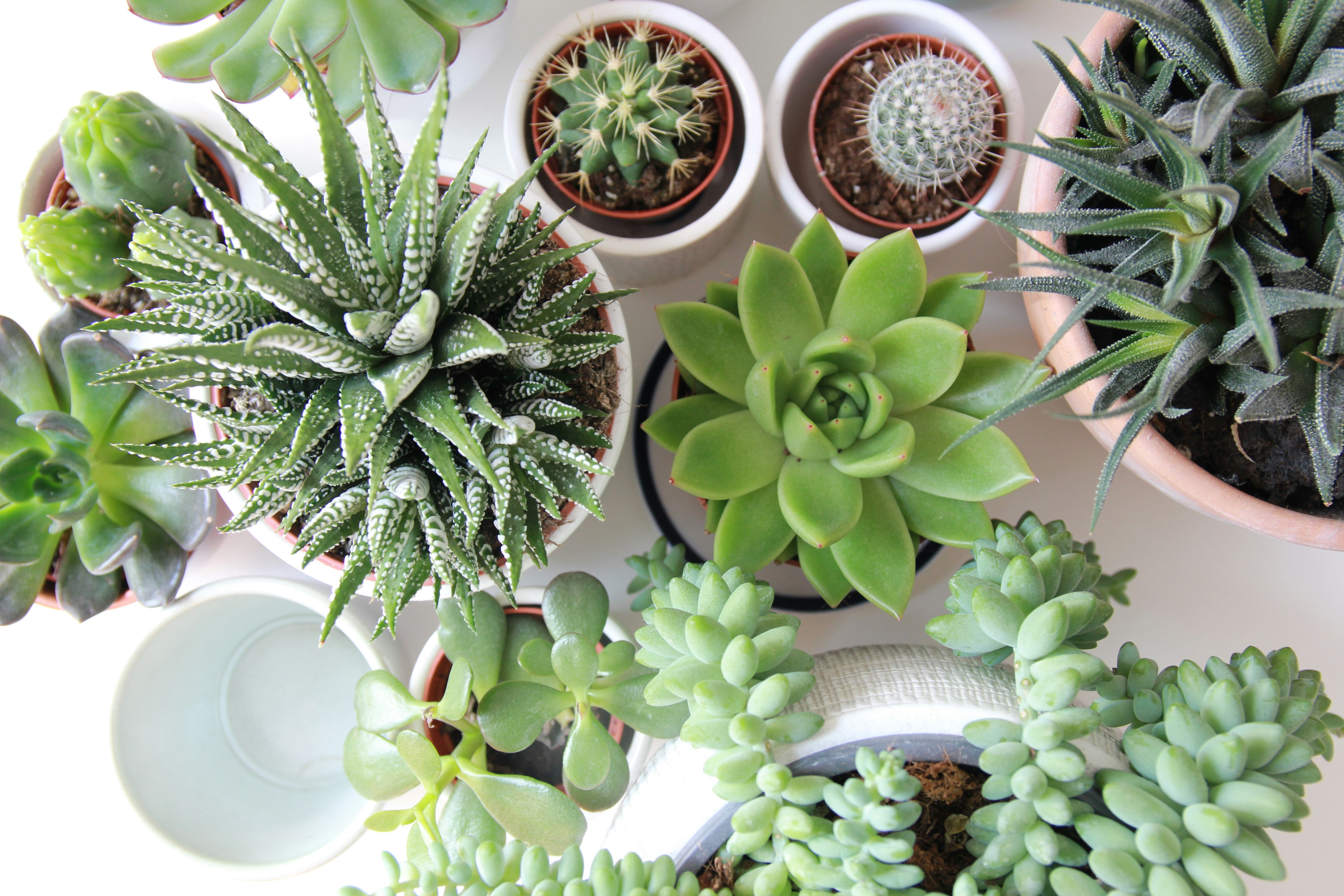 Succulent or Plant Bundle